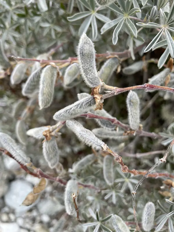 고산에서 생존 중인 털로 덮인 식물