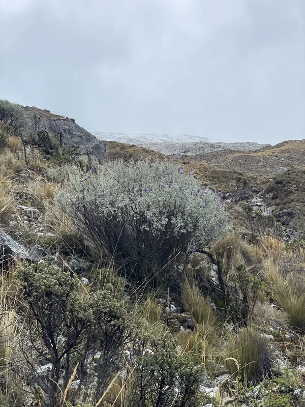 고산에서 생존 중인 보라색 꽃