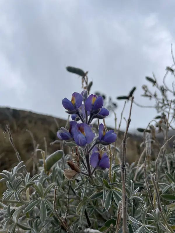 고산에서 생존 중인 보라색 꽃